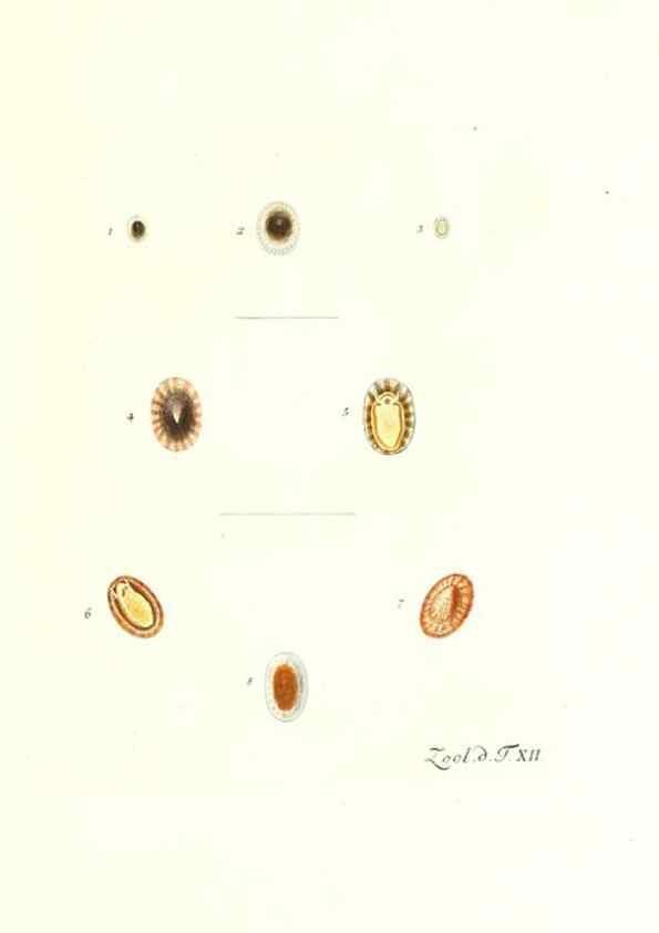 Reproducción/Reproduction 7495479002: Zoologia danica, sev Animalivm Daniae et Norvegiae rariorvm ac minvs notorvm descriptiones et historia .... Havniae :typis N. Mölleri aulae regiae typographi et filii,1788-1806.
