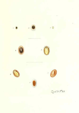 Reproducción/Reproduction 7495479002: Zoologia danica, sev Animalivm Daniae et Norvegiae rariorvm ac minvs notorvm descriptiones et historia .... Havniae :typis N. Mölleri aulae regiae typographi et filii,1788-1806.