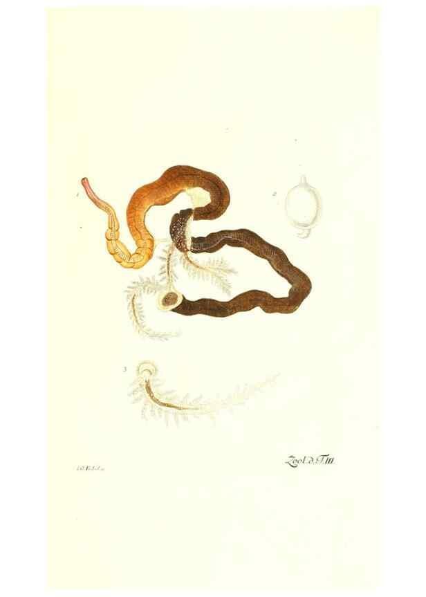 Reproducción/Reproduction 7495465250: Zoologia danica, sev Animalivm Daniae et Norvegiae rariorvm ac minvs notorvm descriptiones et historia .... Havniae :typis N. Mölleri aulae regiae typographi et filii,1788-1806.