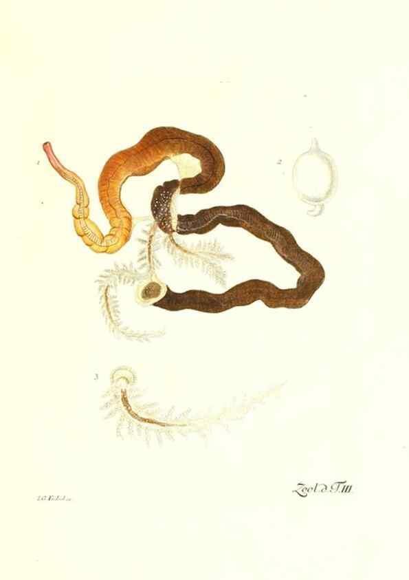 Reproducción/Reproduction 7495465250: Zoologia danica, sev Animalivm Daniae et Norvegiae rariorvm ac minvs notorvm descriptiones et historia .... Havniae :typis N. Mölleri aulae regiae typographi et filii,1788-1806.