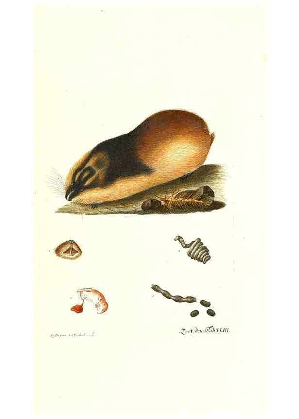 Reproducción/Reproduction 7495520984: Zoologia danica, sev Animalivm Daniae et Norvegiae rariorvm ac minvs notorvm descriptiones et historia .... Havniae :typis N. Mölleri aulae regiae typographi et filii,1788-1806.