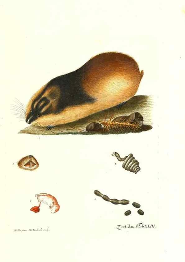 Reproducción/Reproduction 7495520984: Zoologia danica, sev Animalivm Daniae et Norvegiae rariorvm ac minvs notorvm descriptiones et historia .... Havniae :typis N. Mölleri aulae regiae typographi et filii,1788-1806.