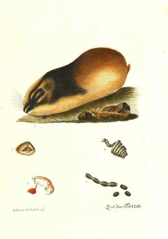 Reproducción/Reproduction 7495520984: Zoologia danica, sev Animalivm Daniae et Norvegiae rariorvm ac minvs notorvm descriptiones et historia .... Havniae :typis N. Mölleri aulae regiae typographi et filii,1788-1806.