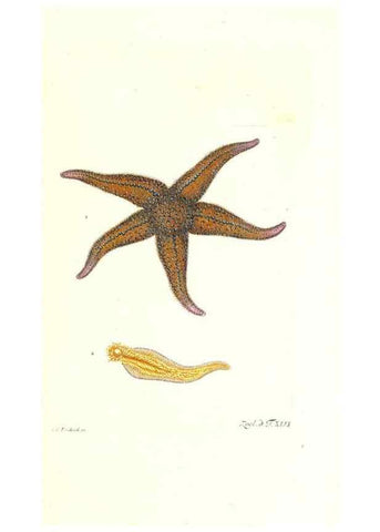 Reproducción/Reproduction 7495525130: Zoologia danica, sev Animalivm Daniae et Norvegiae rariorvm ac minvs notorvm descriptiones et historia .... Havniae :typis N. Mölleri aulae regiae typographi et filii,1788-1806.