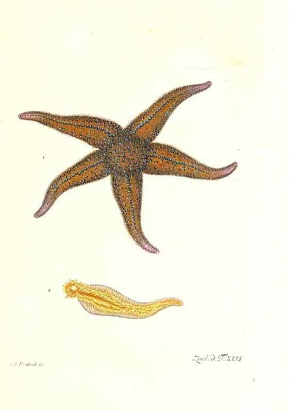 Reproducción/Reproduction 7495525130: Zoologia danica, sev Animalivm Daniae et Norvegiae rariorvm ac minvs notorvm descriptiones et historia .... Havniae :typis N. Mölleri aulae regiae typographi et filii,1788-1806.