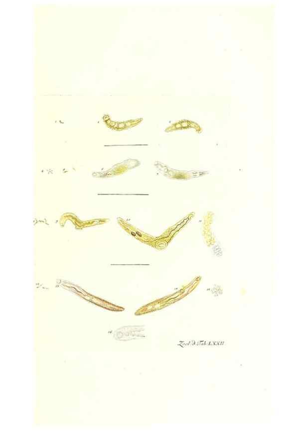 Reproducción/Reproduction 7495558764: Zoologia danica, sev Animalivm Daniae et Norvegiae rariorvm ac minvs notorvm descriptiones et historia .... Havniae :typis N. Mölleri aulae regiae typographi et filii,1788-1806.