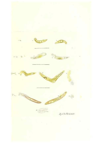Reproducción/Reproduction 7495558764: Zoologia danica, sev Animalivm Daniae et Norvegiae rariorvm ac minvs notorvm descriptiones et historia .... Havniae :typis N. Mölleri aulae regiae typographi et filii,1788-1806.