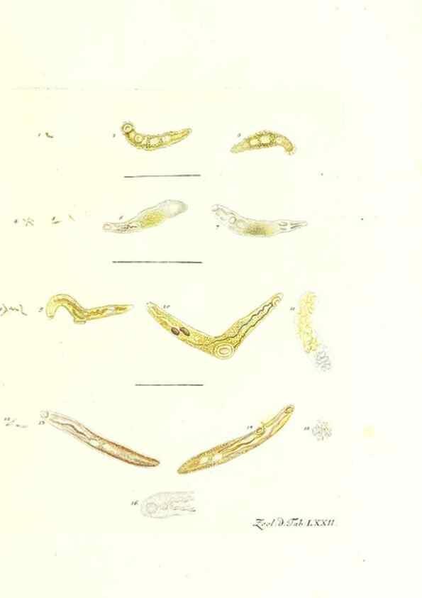 Reproducción/Reproduction 7495558764: Zoologia danica, sev Animalivm Daniae et Norvegiae rariorvm ac minvs notorvm descriptiones et historia .... Havniae :typis N. Mölleri aulae regiae typographi et filii,1788-1806.