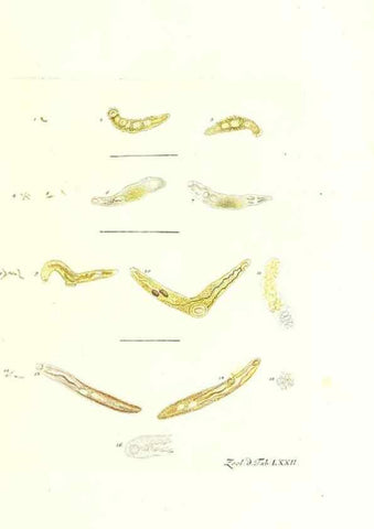 Reproducción/Reproduction 7495558764: Zoologia danica, sev Animalivm Daniae et Norvegiae rariorvm ac minvs notorvm descriptiones et historia .... Havniae :typis N. Mölleri aulae regiae typographi et filii,1788-1806.