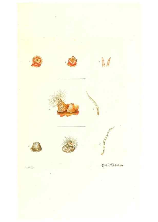 Reproducción/Reproduction 7495560006: Zoologia danica, sev Animalivm Daniae et Norvegiae rariorvm ac minvs notorvm descriptiones et historia .... Havniae :typis N. Mölleri aulae regiae typographi et filii,1788-1806.