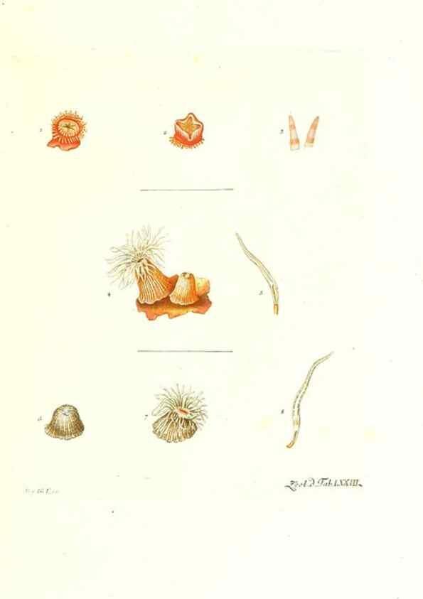Reproducción/Reproduction 7495560006: Zoologia danica, sev Animalivm Daniae et Norvegiae rariorvm ac minvs notorvm descriptiones et historia .... Havniae :typis N. Mölleri aulae regiae typographi et filii,1788-1806.