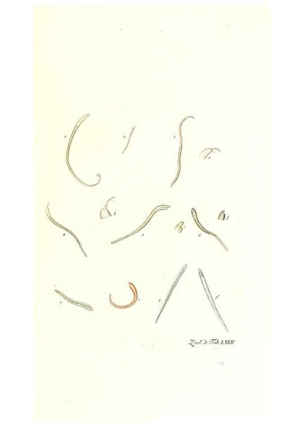 Reproducción/Reproduction 7495561650: Zoologia danica, sev Animalivm Daniae et Norvegiae rariorvm ac minvs notorvm descriptiones et historia .... Havniae :typis N. Mölleri aulae regiae typographi et filii,1788-1806.