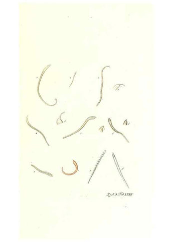 Reproducción/Reproduction 7495561650: Zoologia danica, sev Animalivm Daniae et Norvegiae rariorvm ac minvs notorvm descriptiones et historia .... Havniae :typis N. Mölleri aulae regiae typographi et filii,1788-1806.