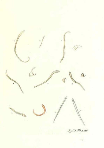 Reproducción/Reproduction 7495561650: Zoologia danica, sev Animalivm Daniae et Norvegiae rariorvm ac minvs notorvm descriptiones et historia .... Havniae :typis N. Mölleri aulae regiae typographi et filii,1788-1806.