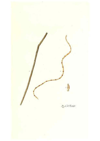 Reproducción/Reproduction 7495562572: Zoologia danica, sev Animalivm Daniae et Norvegiae rariorvm ac minvs notorvm descriptiones et historia .... Havniae :typis N. Mölleri aulae regiae typographi et filii,1788-1806.