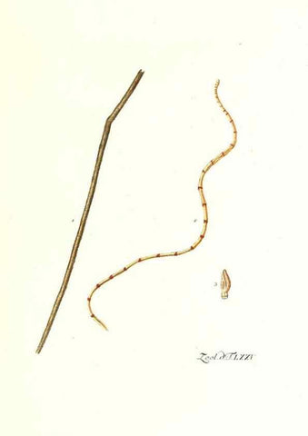Reproducción/Reproduction 7495562572: Zoologia danica, sev Animalivm Daniae et Norvegiae rariorvm ac minvs notorvm descriptiones et historia .... Havniae :typis N. Mölleri aulae regiae typographi et filii,1788-1806.