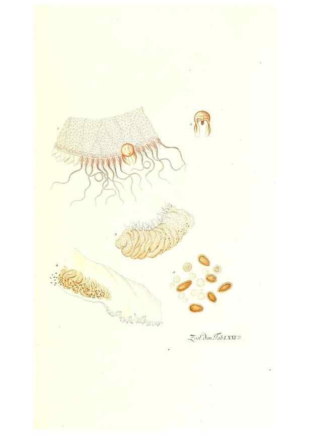 Reproducción/Reproduction 7495563772: Zoologia danica, sev Animalivm Daniae et Norvegiae rariorvm ac minvs notorvm descriptiones et historia .... Havniae :typis N. Mölleri aulae regiae typographi et filii,1788-1806.