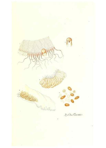 Reproducción/Reproduction 7495563772: Zoologia danica, sev Animalivm Daniae et Norvegiae rariorvm ac minvs notorvm descriptiones et historia .... Havniae :typis N. Mölleri aulae regiae typographi et filii,1788-1806.
