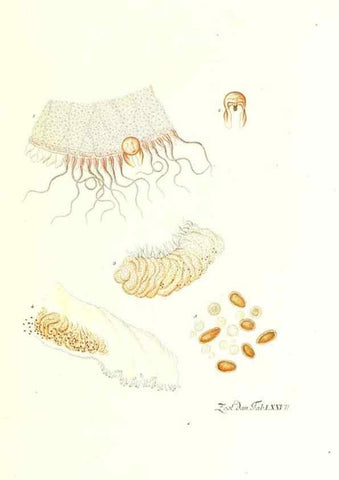 Reproducción/Reproduction 7495563772: Zoologia danica, sev Animalivm Daniae et Norvegiae rariorvm ac minvs notorvm descriptiones et historia .... Havniae :typis N. Mölleri aulae regiae typographi et filii,1788-1806.