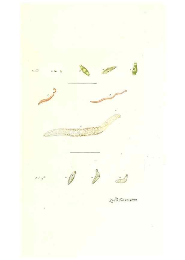 Reproducción/Reproduction 7495565302: Zoologia danica, sev Animalivm Daniae et Norvegiae rariorvm ac minvs notorvm descriptiones et historia .... Havniae :typis N. Mölleri aulae regiae typographi et filii,1788-1806.
