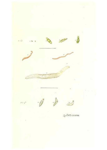 Reproducción/Reproduction 7495565302: Zoologia danica, sev Animalivm Daniae et Norvegiae rariorvm ac minvs notorvm descriptiones et historia .... Havniae :typis N. Mölleri aulae regiae typographi et filii,1788-1806.