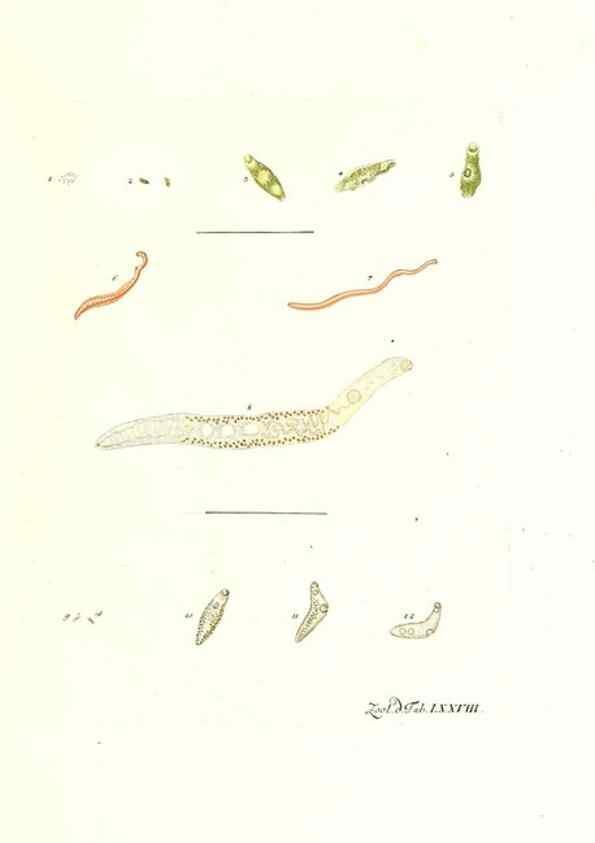 Reproducción/Reproduction 7495565302: Zoologia danica, sev Animalivm Daniae et Norvegiae rariorvm ac minvs notorvm descriptiones et historia .... Havniae :typis N. Mölleri aulae regiae typographi et filii,1788-1806.