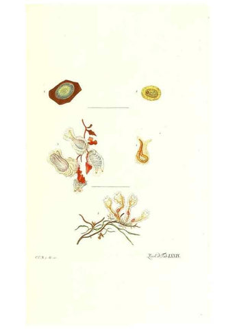 Reproducción/Reproduction 7495567118: Zoologia danica, sev Animalivm Daniae et Norvegiae rariorvm ac minvs notorvm descriptiones et historia .... Havniae :typis N. Mölleri aulae regiae typographi et filii,1788-1806.