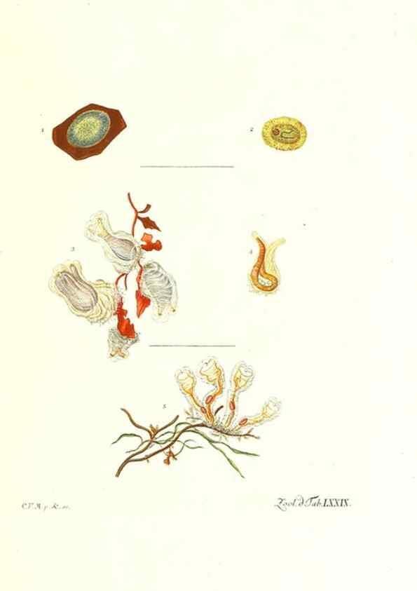 Reproducción/Reproduction 7495567118: Zoologia danica, sev Animalivm Daniae et Norvegiae rariorvm ac minvs notorvm descriptiones et historia .... Havniae :typis N. Mölleri aulae regiae typographi et filii,1788-1806.