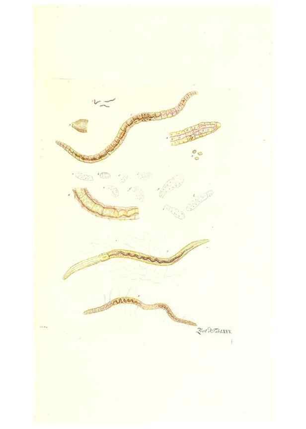 Reproducción/Reproduction 7495569336: Zoologia danica, sev Animalivm Daniae et Norvegiae rariorvm ac minvs notorvm descriptiones et historia .... Havniae :typis N. Mölleri aulae regiae typographi et filii,1788-1806.