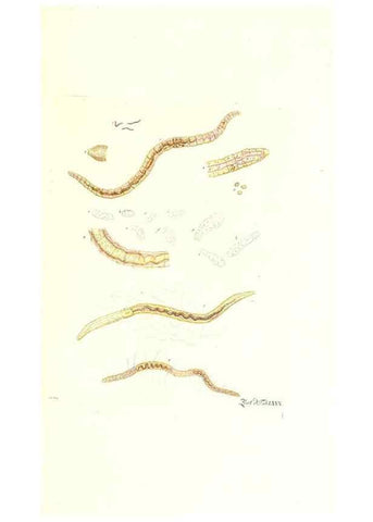 Reproducción/Reproduction 7495569336: Zoologia danica, sev Animalivm Daniae et Norvegiae rariorvm ac minvs notorvm descriptiones et historia .... Havniae :typis N. Mölleri aulae regiae typographi et filii,1788-1806.