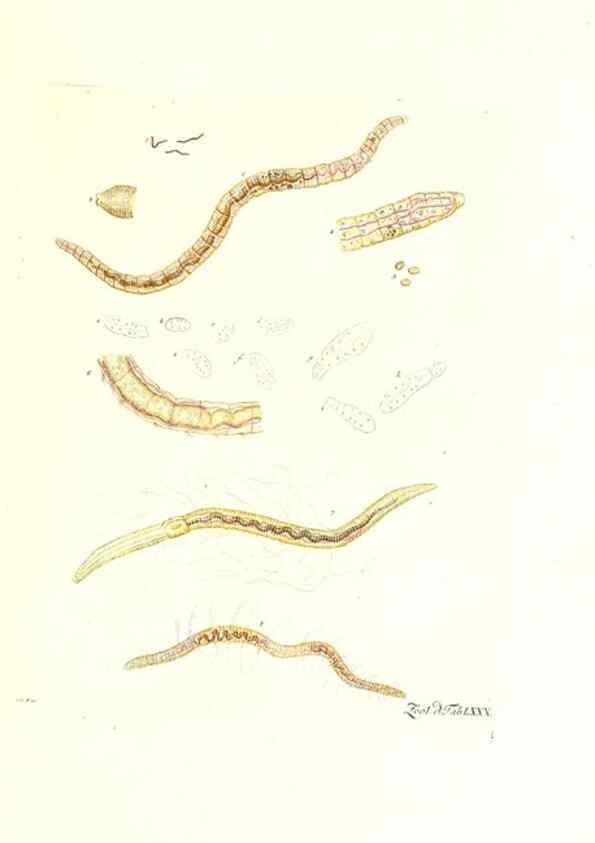 Reproducción/Reproduction 7495569336: Zoologia danica, sev Animalivm Daniae et Norvegiae rariorvm ac minvs notorvm descriptiones et historia .... Havniae :typis N. Mölleri aulae regiae typographi et filii,1788-1806.