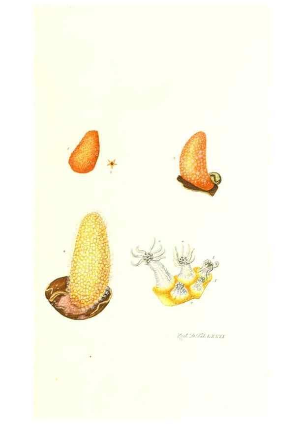 Reproducción/Reproduction 7495571696: Zoologia danica, sev Animalivm Daniae et Norvegiae rariorvm ac minvs notorvm descriptiones et historia .... Havniae :typis N. Mölleri aulae regiae typographi et filii,1788-1806.