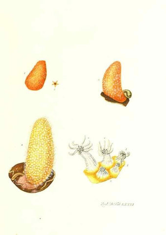 Reproducción/Reproduction 7495571696: Zoologia danica, sev Animalivm Daniae et Norvegiae rariorvm ac minvs notorvm descriptiones et historia .... Havniae :typis N. Mölleri aulae regiae typographi et filii,1788-1806.
