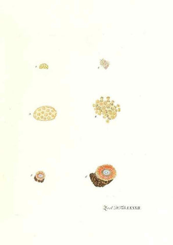 Reproducción/Reproduction 7495572864: Zoologia danica, sev Animalivm Daniae et Norvegiae rariorvm ac minvs notorvm descriptiones et historia .... Havniae :typis N. Mölleri aulae regiae typographi et filii,1788-1806.