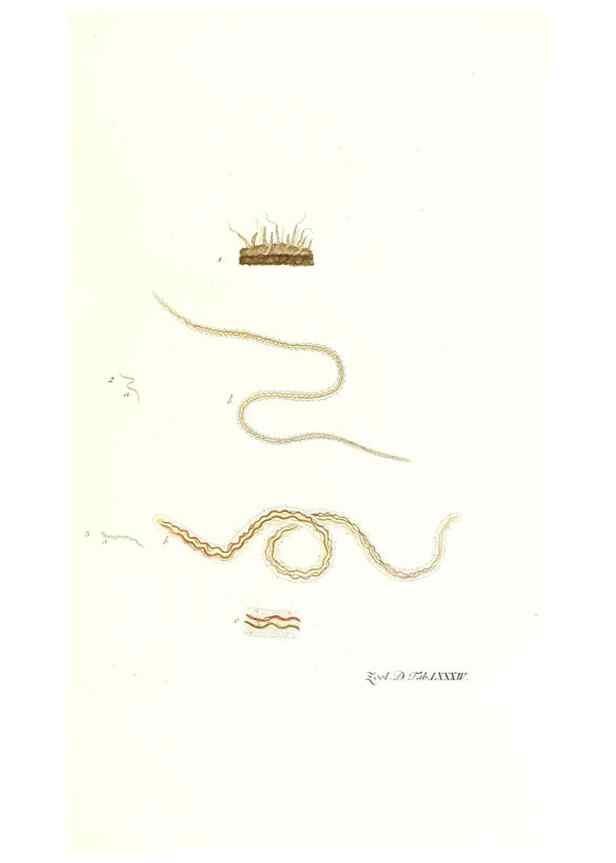 Reproducción/Reproduction 7495575912: Zoologia danica, sev Animalivm Daniae et Norvegiae rariorvm ac minvs notorvm descriptiones et historia .... Havniae :typis N. Mölleri aulae regiae typographi et filii,1788-1806.