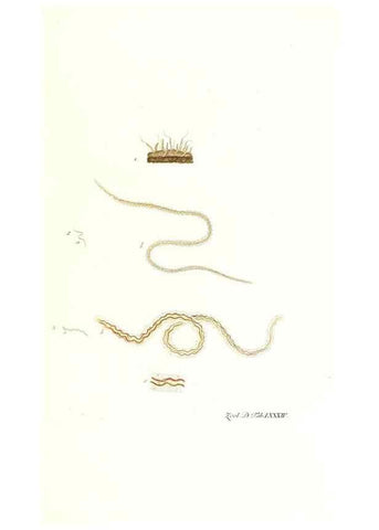 Reproducción/Reproduction 7495575912: Zoologia danica, sev Animalivm Daniae et Norvegiae rariorvm ac minvs notorvm descriptiones et historia .... Havniae :typis N. Mölleri aulae regiae typographi et filii,1788-1806.
