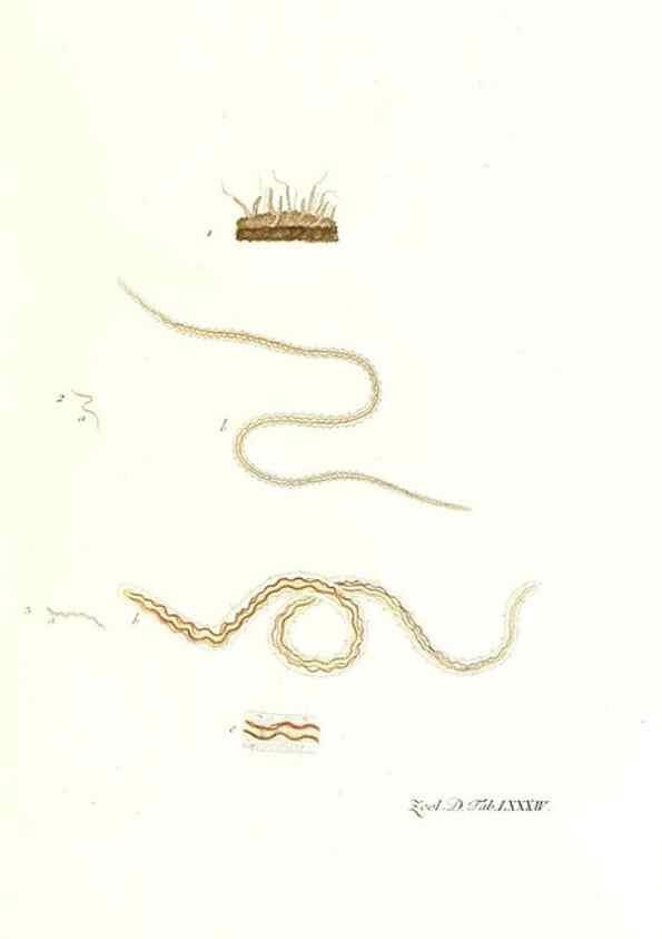 Reproducción/Reproduction 7495575912: Zoologia danica, sev Animalivm Daniae et Norvegiae rariorvm ac minvs notorvm descriptiones et historia .... Havniae :typis N. Mölleri aulae regiae typographi et filii,1788-1806.