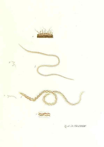 Reproducción/Reproduction 7495575912: Zoologia danica, sev Animalivm Daniae et Norvegiae rariorvm ac minvs notorvm descriptiones et historia .... Havniae :typis N. Mölleri aulae regiae typographi et filii,1788-1806.