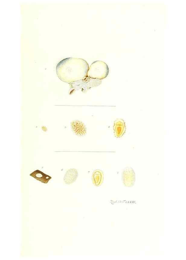 Reproducción/Reproduction 7495577094: Zoologia danica, sev Animalivm Daniae et Norvegiae rariorvm ac minvs notorvm descriptiones et historia .... Havniae :typis N. Mölleri aulae regiae typographi et filii,1788-1806.