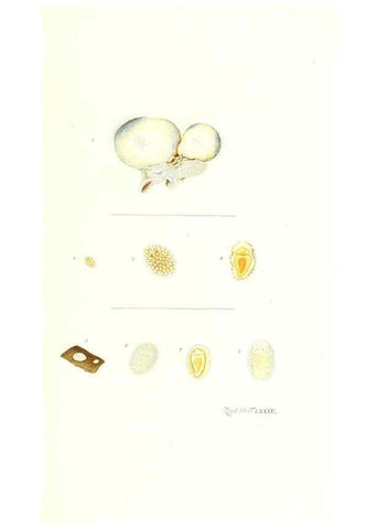 Reproducción/Reproduction 7495577094: Zoologia danica, sev Animalivm Daniae et Norvegiae rariorvm ac minvs notorvm descriptiones et historia .... Havniae :typis N. Mölleri aulae regiae typographi et filii,1788-1806.
