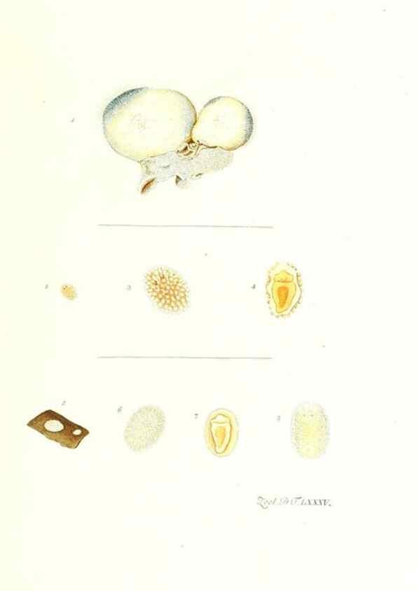 Reproducción/Reproduction 7495577094: Zoologia danica, sev Animalivm Daniae et Norvegiae rariorvm ac minvs notorvm descriptiones et historia .... Havniae :typis N. Mölleri aulae regiae typographi et filii,1788-1806.
