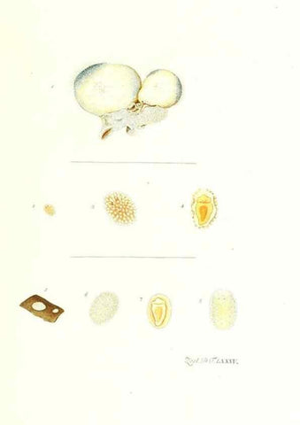 Reproducción/Reproduction 7495577094: Zoologia danica, sev Animalivm Daniae et Norvegiae rariorvm ac minvs notorvm descriptiones et historia .... Havniae :typis N. Mölleri aulae regiae typographi et filii,1788-1806.