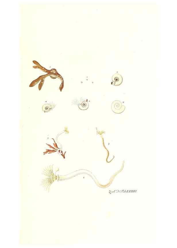 Reproducción/Reproduction 7495578750: Zoologia danica, sev Animalivm Daniae et Norvegiae rariorvm ac minvs notorvm descriptiones et historia .... Havniae :typis N. Mölleri aulae regiae typographi et filii,1788-1806.
