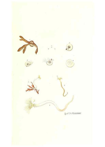 Reproducción/Reproduction 7495578750: Zoologia danica, sev Animalivm Daniae et Norvegiae rariorvm ac minvs notorvm descriptiones et historia .... Havniae :typis N. Mölleri aulae regiae typographi et filii,1788-1806.