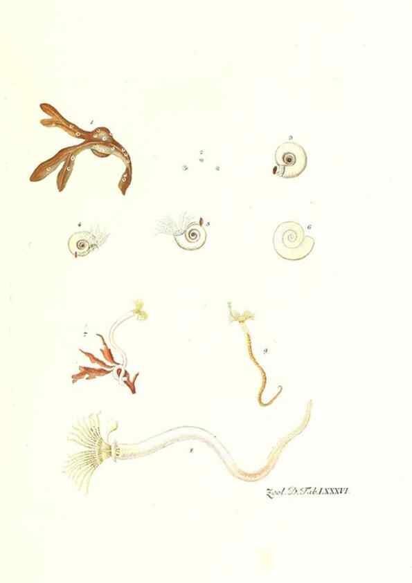 Reproducción/Reproduction 7495578750: Zoologia danica, sev Animalivm Daniae et Norvegiae rariorvm ac minvs notorvm descriptiones et historia .... Havniae :typis N. Mölleri aulae regiae typographi et filii,1788-1806.