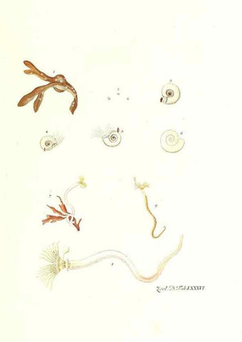 Reproducción/Reproduction 7495578750: Zoologia danica, sev Animalivm Daniae et Norvegiae rariorvm ac minvs notorvm descriptiones et historia .... Havniae :typis N. Mölleri aulae regiae typographi et filii,1788-1806.