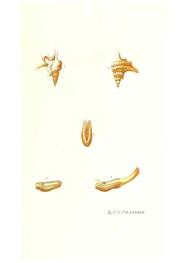 Reproducción/Reproduction 7495580330: Zoologia danica, sev Animalivm Daniae et Norvegiae rariorvm ac minvs notorvm descriptiones et historia .... Havniae :typis N. Mölleri aulae regiae typographi et filii,1788-1806.