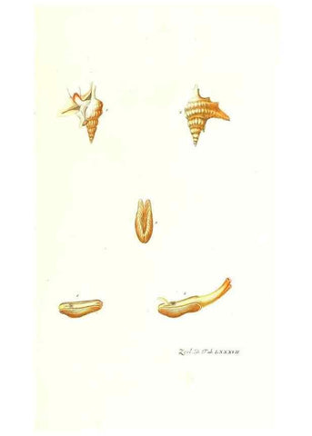 Reproducción/Reproduction 7495580330: Zoologia danica, sev Animalivm Daniae et Norvegiae rariorvm ac minvs notorvm descriptiones et historia .... Havniae :typis N. Mölleri aulae regiae typographi et filii,1788-1806.