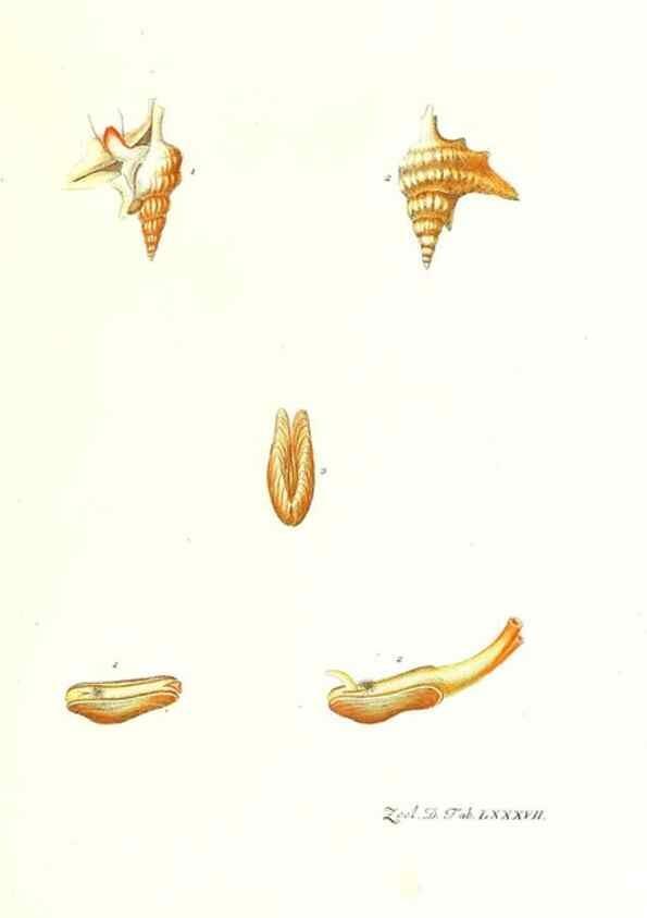 Reproducción/Reproduction 7495580330: Zoologia danica, sev Animalivm Daniae et Norvegiae rariorvm ac minvs notorvm descriptiones et historia .... Havniae :typis N. Mölleri aulae regiae typographi et filii,1788-1806.