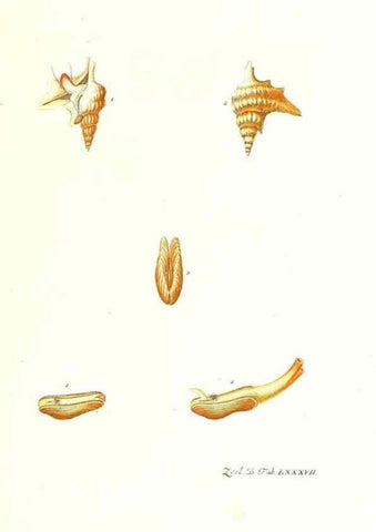 Reproducción/Reproduction 7495580330: Zoologia danica, sev Animalivm Daniae et Norvegiae rariorvm ac minvs notorvm descriptiones et historia .... Havniae :typis N. Mölleri aulae regiae typographi et filii,1788-1806.